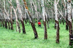 Suasana kebun karet yang menjadi lahan kuburan massal. © Aris Andrianto /Beritagar 