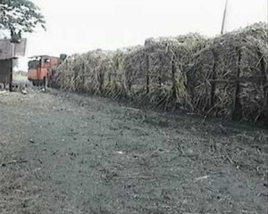 LORI: Kereta "Lori" pengangkut tebu untuk pabrik gula [Foto: Youtube]