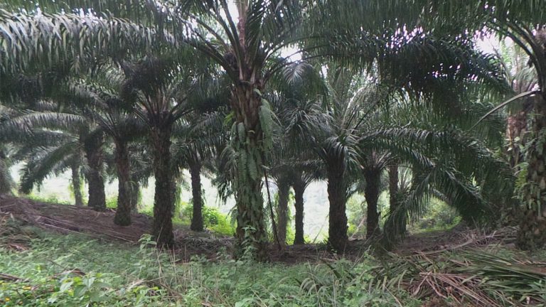 detik_1cikidang